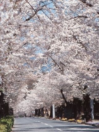 長瀞の桜写真１