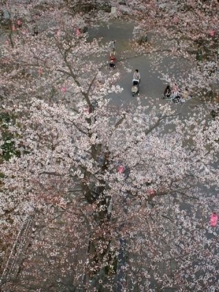 太田山公園の桜写真１