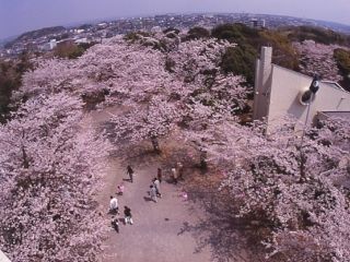 太田山公園の桜写真２