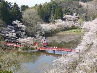茂原公園の桜写真１