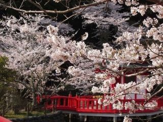 茂原公園の桜写真２