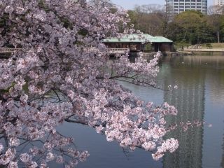 浜離宮恩賜庭園の桜写真１