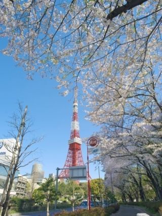 芝公園の桜写真２