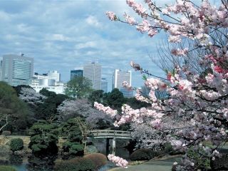 新宿御苑の桜写真１