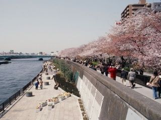 隅田公園の桜写真１