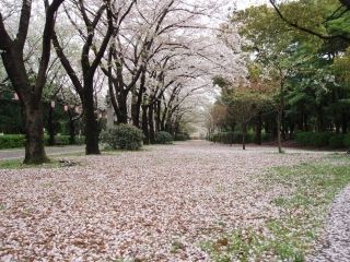 辰巳の森緑道公園の桜写真１