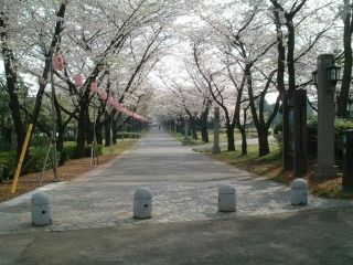 辰巳の森緑道公園の桜写真２