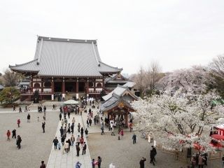 池上本門寺の桜写真１