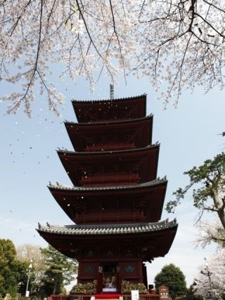 池上本門寺の桜写真２