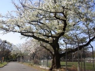 駒沢オリンピック公園の桜写真２