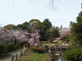 哲学堂公園の桜写真２