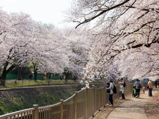善福寺川緑地の桜写真２