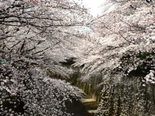 加賀公園周辺の桜写真２