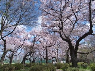 石神井公園の桜写真２