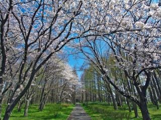 水元公園の桜写真２
