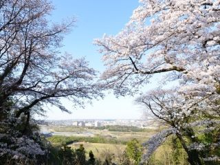 都立滝山公園の桜写真１