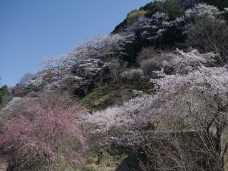 森林総合研究所 多摩森林科学園の桜写真１