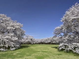 国営昭和記念公園の桜写真１