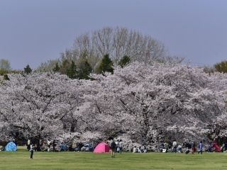 国営昭和記念公園の桜写真２