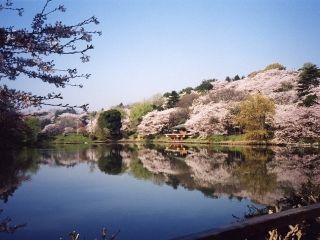 県立三ツ池公園の桜写真１
