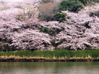 県立三ツ池公園の桜写真２