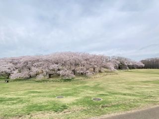 根岸森林公園の桜写真１