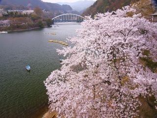 相模湖畔の桜写真２