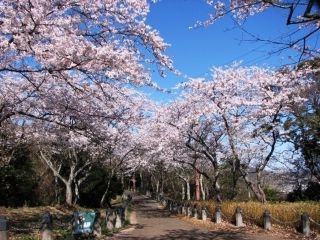 衣笠山公園の桜写真２