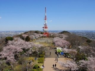 高麗山公園の桜写真１