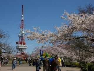 高麗山公園の桜写真２