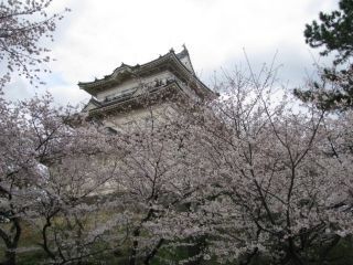 小田原城址公園の桜写真１
