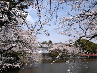 小田原城址公園の桜写真２