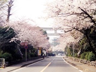 寒川神社参道の桜写真１