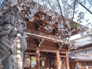 寒川神社参道の桜写真２
