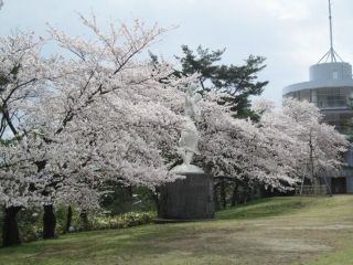 秋葉公園の桜写真２