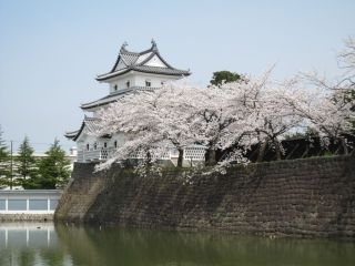 新発田城址公園の桜写真１