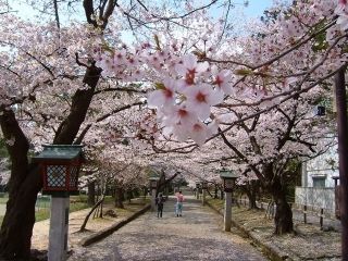 弥彦公園の桜写真１