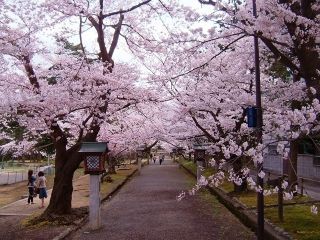 弥彦公園の桜写真２