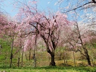 城ヶ山公園の桜写真２