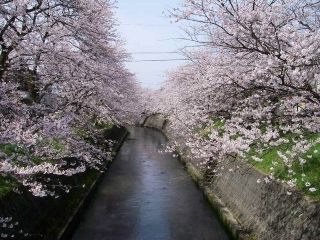 岸渡川堤の桜写真２