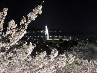 朝日山公園の桜写真１