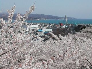 朝日山公園の桜写真２