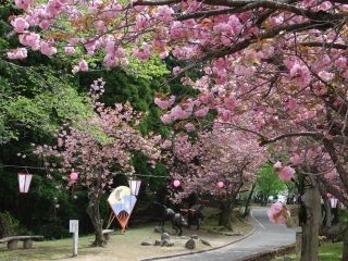 倶利伽羅県定公園の桜写真１