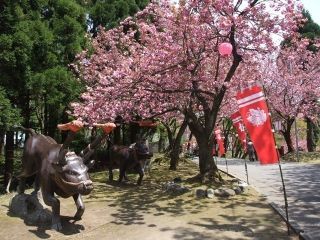 倶利伽羅県定公園の桜写真２
