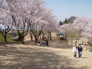 桜ヶ池の桜写真２