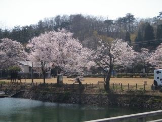 桜ヶ池の写真３
