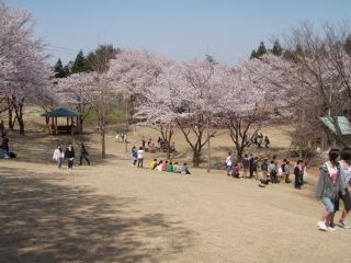 桜ヶ池の写真４