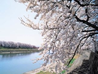 足羽川桜並木写真１
