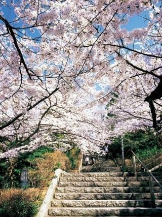 足羽山公園の桜写真２