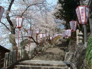 金崎宮の桜写真１